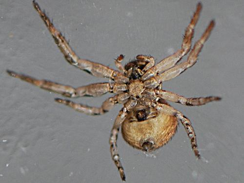Bassaniodes bliteus