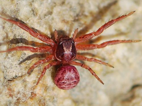 Réf. 150 697 : Xysticus sp.