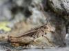 150589 – Photo : gyps – France (38)