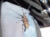 Monochamus sutor