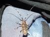 Monochamus sutor
