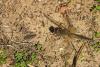 150909 – Photo : Cochet Alain – France (40)