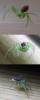 150971 – Photo : Crevette76 – France (79)
