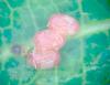 150545 – Photo : Arnaud Jean-Pierre – France (09)