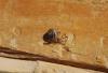 150839 – Photo : alain Roujas – France (31)