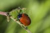 150308 – Photo : Bernard Saquet – France (12)