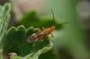 150340 – Photo : Fabricius – France (13)