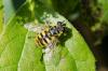 150888 – Photo : Fabricius – France (13)
