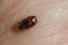 150671 – Photo : Fabricius – France (13)