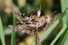 150891 – Photo : Fabricius – France (13)