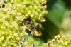 150667 – Photo : Fabricius – France (13)