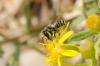 150937 – Photo : Fabricius – France (13)