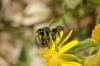 150938 – Photo : Fabricius – France (13)