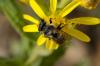 150939 – Photo : Fabricius – France (13)