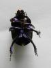 Anoplotrupes stercorosus
