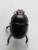 Anoplotrupes stercorosus