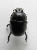 Anoplotrupes stercorosus