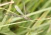 150903 – Photo : clovis – France (62)
