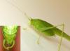 Phaneroptera nana