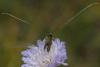150392 – Photo : Guillaume Larregle – France (77)