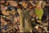 150344 – Photo : Josselyne Bayle – France (33)