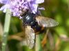 150700 – Photo : Brigitte Emmery – France (05)