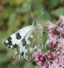 150896 – Photo : Catherine Reymonet-Smitten – France (31)