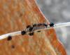 150115 – Photo : Bernard Pichetto – France (81)