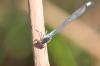Erythromma najas