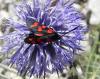150881 – Photo : florent besson – France (84)