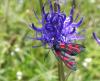 150775 – Photo : florent besson – France (39)