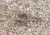 Sympetrum striolatum
