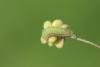 150900 – Photo : Insectesidf – France (61)