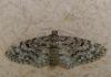 150133 – Photo : Bertrand Debroize – France (35)