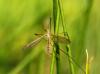 150638 – Photo : Pierre Tillier – France (95)