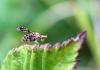 150442 – Photo : Pierre Tillier – France (95)