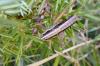 150471 – Photo : Thibaud Daumal – France (26)