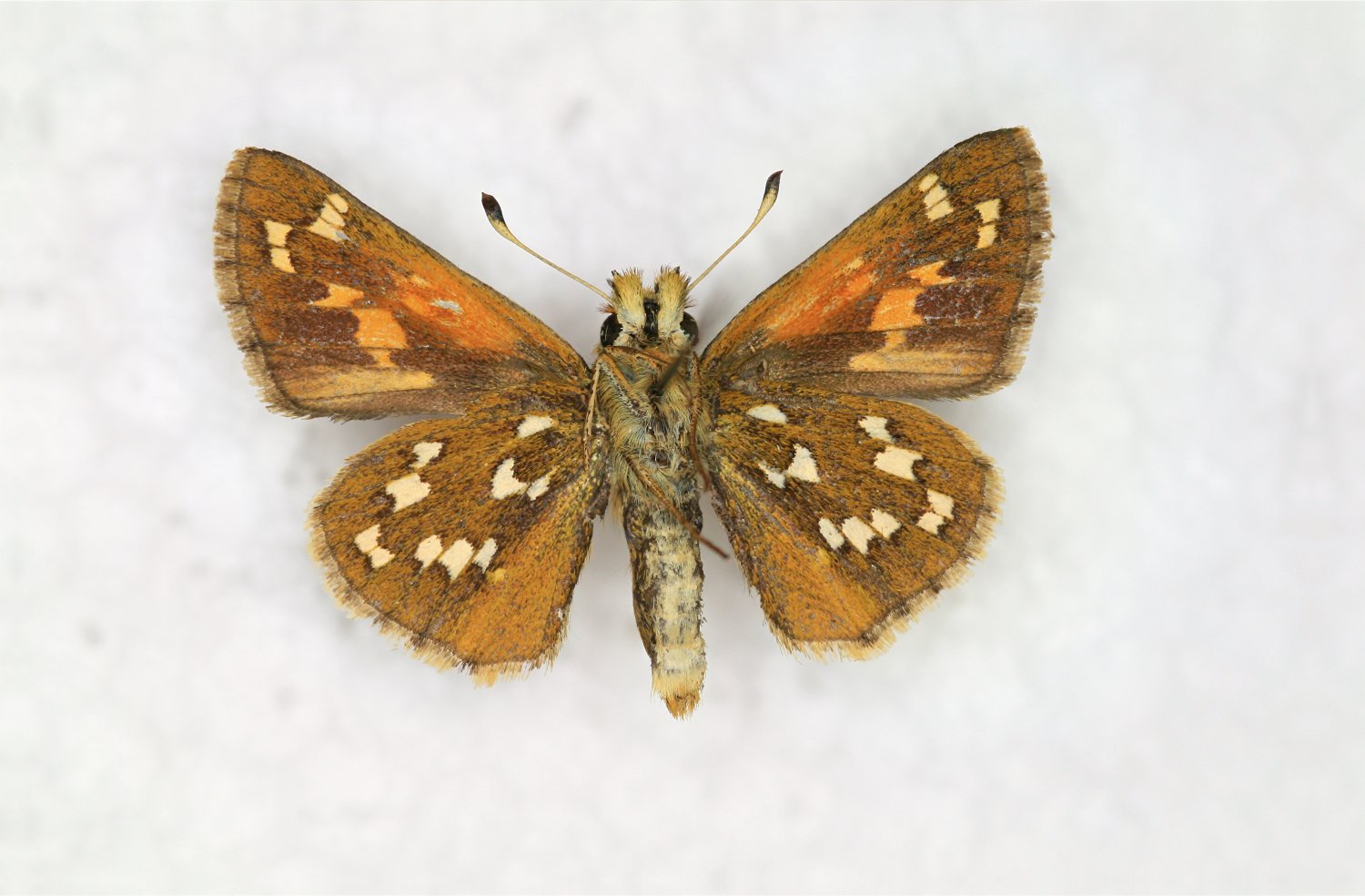 PierrickB - Hesperia comma - réf. 150599 (1500 x 984 pixels, 165 ko)