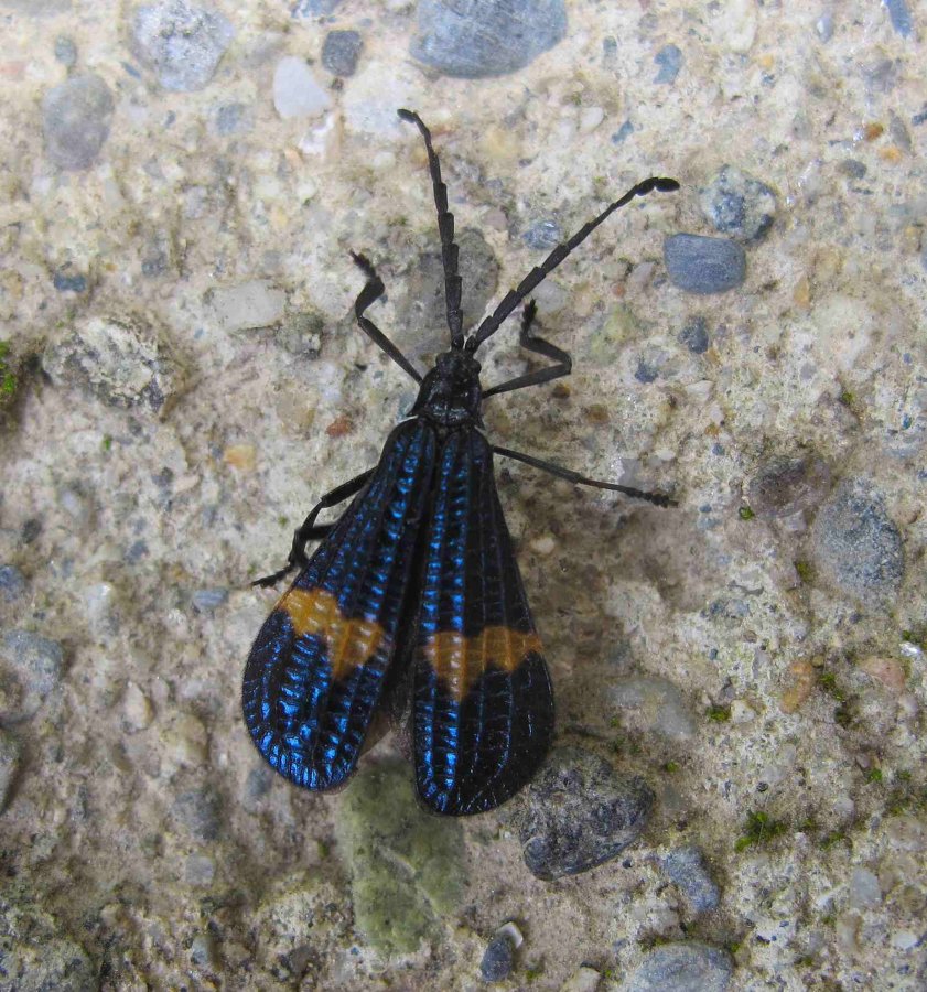 Calmont B. - Calopteron sp. - réf. 150750 (841 x 900 pixels, 197 ko)