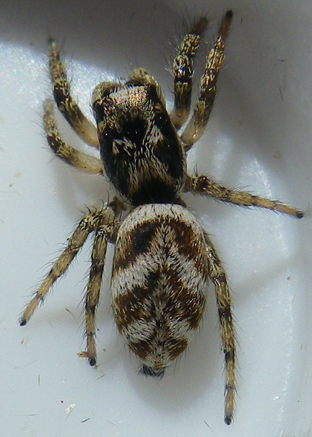 Guénael Hallart - Salticus scenicus - réf. 150445 (1001 x 1400 pixels, 215 ko)