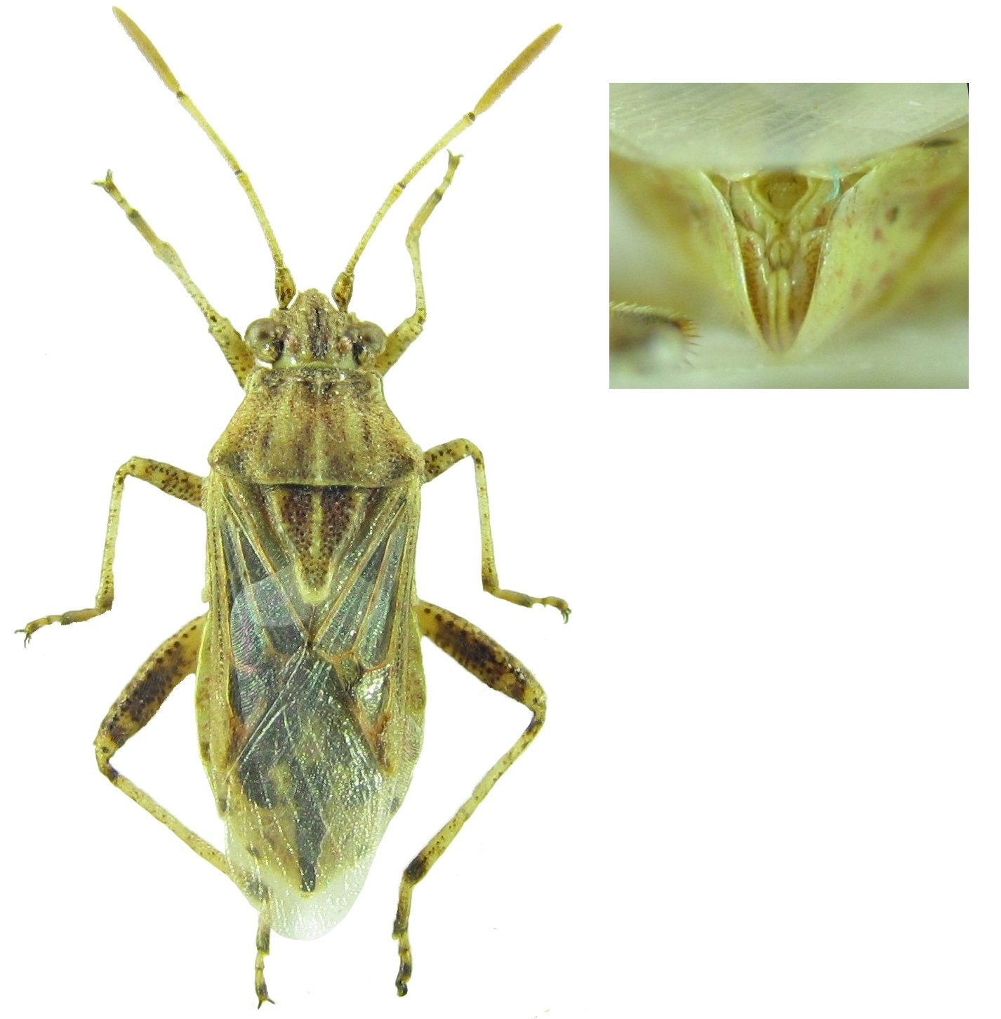 Barış Çerçi - Stictopleurus abutilon - réf. 150055 (1426 x 1452 pixels, 176 ko)