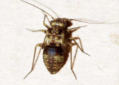 Réf. 151 147 : Metylophorus nebulosus
