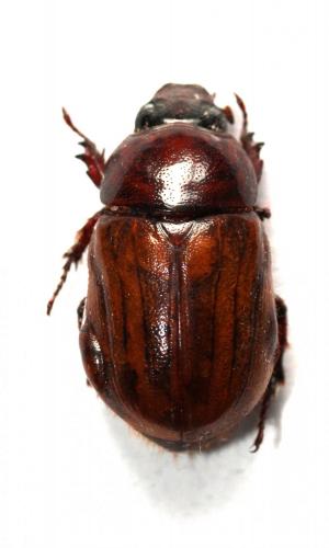 Réf. 151 019 : Cyclocephala sp.
