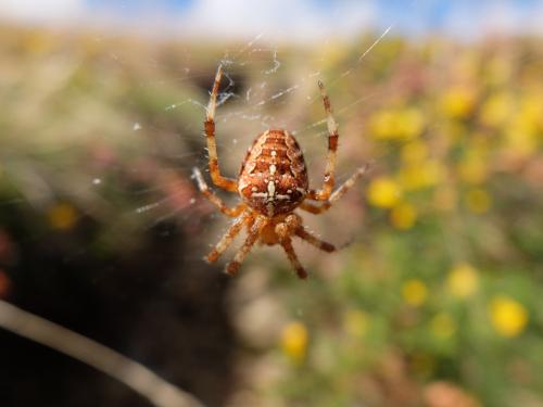 Araneus diadematus