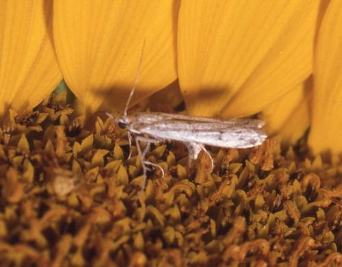 Homoeosoma nebulella
