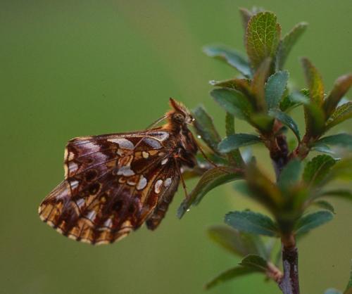 Réf. 151 457 : Boloria dia