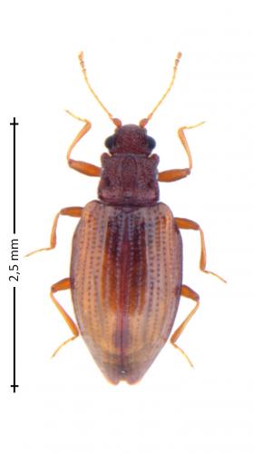 Réf. 151 657 : Stephostethus lardarius