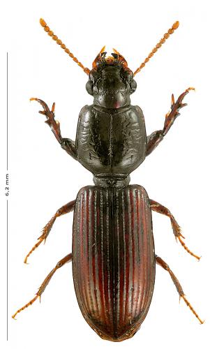 Clivina collaris