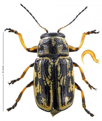 Pachybrachis sp.