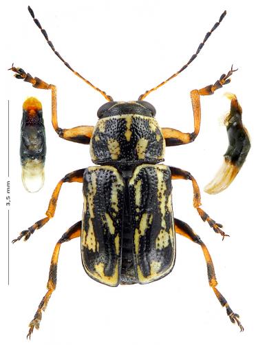 Pachybrachis hippophaes